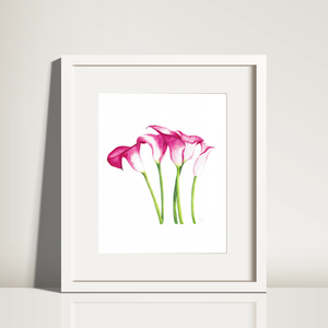 Vibrant Calla Lilies Watercolour